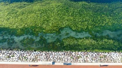 Las algas marinas contienen muchos microorganismos