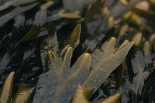 El sorprendente material que se extrae del mar y algunas empresas para fabricar sus envases