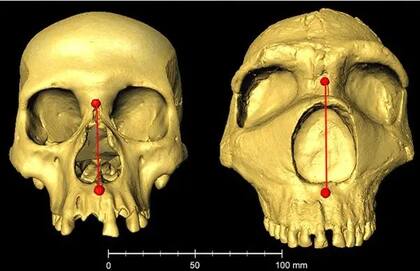 Las alturas nasales de estos ejemplos de cráneos de un humano moderno (nativo-americano) y un neandertal son de 50,2 mm y 63,8 mm, respectivamente. (Imagen publicada en Automatic landmarking identifies new loci associated with face morphology and implicates Neanderthal introgression in human nasal shape, hecha con material del Museo de La Plata y MorphoSource)