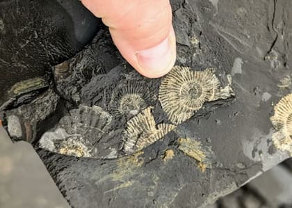Las ammonites son uno de los fósiles que se encuentran con más frecuencia en el mundo (Foto: X)