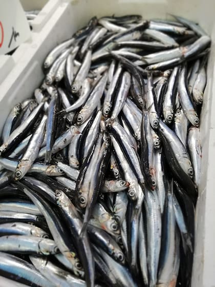 Las anchoas son ricas en proteínas de alta calidad, que ayudan a la regeneración muscular y a mantener la saciedad