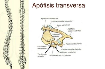 Las "apófisis transversas" son las protuberancias de las vértebras