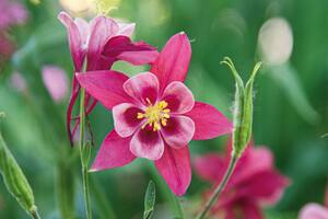 Las aquilegias, comúnmente llamadas “colombinas” o “aguileñas”, son plantas de fácil cultivo sin grandes requerimientos.