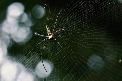 Las arañas contribuyen a mantener un ambiente doméstico más saludable. Foto: Archivo.