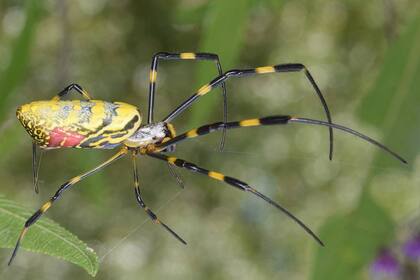 Las arañas Joro llegaron a Estados Unidos en 2014 y se caracterizan por su combinación de amarillo intenso con negro