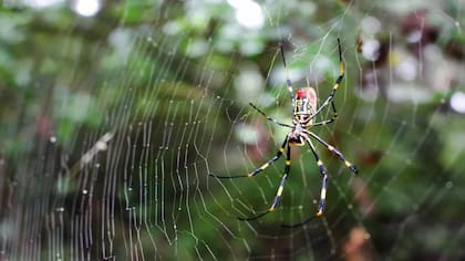 Las arañas Joro son inofensivas para el ser humano (Crédito: Universidad de Georgia)