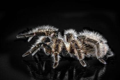 Las arañas peludas de Oklahoma invaden las calles del estado desde finales de agosto hasta octubre