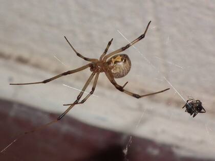 Las arañas viudas pardas invasoras de tres continentes están altamente infectadas con Rhabdochlamydia.