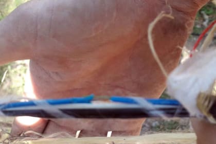 Las ardillas roen cables de Internet, de electricidad y de teléfono y generan diversos inconvenientes en los servicios