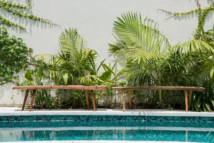 Las arecas que se repiten en el jardín de la entrada.