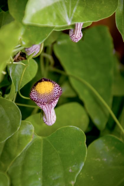 Las aristolochias ofrecen mil variantes en términos de diseño paisajístico