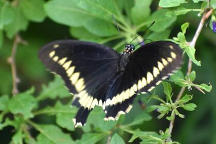 Las aristolochias son cruciales en el ciclo de vida de varias mariposas, como la borde de oro (Battus polydamas polydamas)