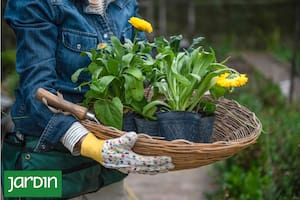 Qué aromáticas tenés que plantar hoy para un invierno con sabor