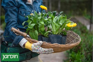 Qué aromáticas tenés que plantar hoy para un invierno con sabor