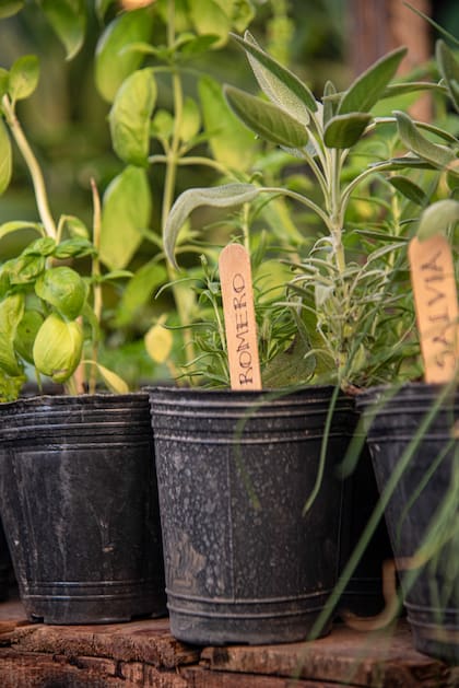 Las aromáticas se consiguen todo el año