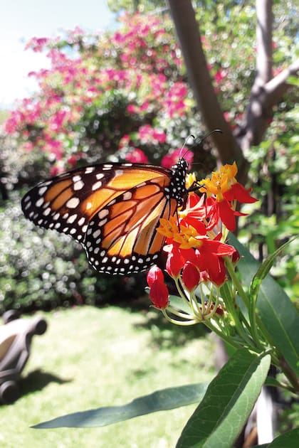 Las asclepias han desarrollado características que favorecen la polinización cruzada mediante la atracción de mariposas