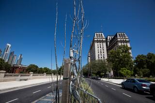 Ciudad: Siete de cada 10 árboles del Paseo del Bajo no van a sobrevivir