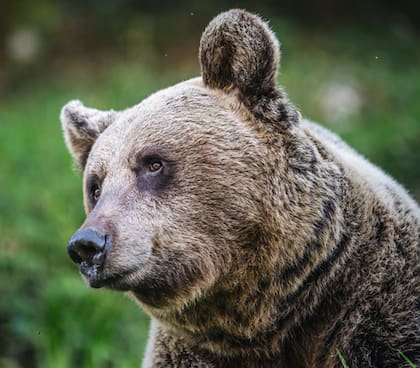 Las autoridades aconsejan hacer ruidos fuertes si está cerca de un oso