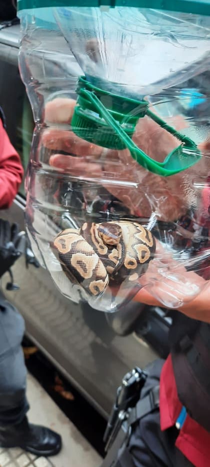 Las autoridades atraparon a la serpiente y la ecerraron en una botella con orificios