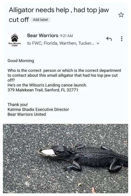 Las autoridades buscan a un caimán herido en Florida