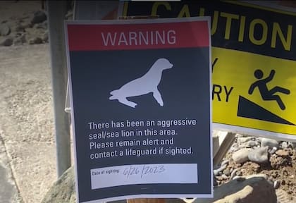 Las autoridades colocaron advertencias en las playas, para evitar que los lobos marinos muerdan a más turistas