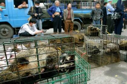 Las autoridades confiscan civetas en el mercado de vida silvestre de Xinyuan en Guangzhou para evitar la propagación del Sars