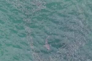 Un drón captó a un tiburón tras un banco de peces y alertó sobre una realidad en las playas de EE.UU.