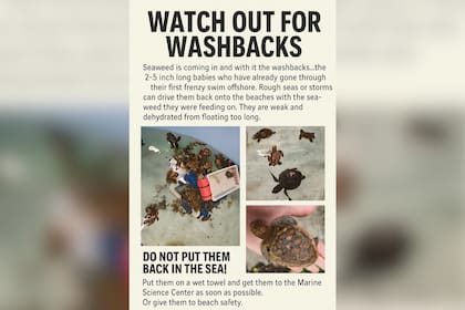 Las autoridades de Florida advirtieron de la protección de estos animales en las costas