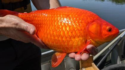 Las autoridades de Minesota, en EE.UU., hicieron un llamado a los ciudadanos para que no liberen a estos peces -considerados una especie invasora- en los lagos y ríos del estado