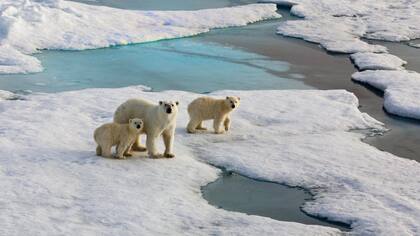 Las autoridades de Novaya Zemlya dicen que si no logran controlar la situación, habrá que sacrificar a los animales, considerados una especie en peligro de extinguirse.