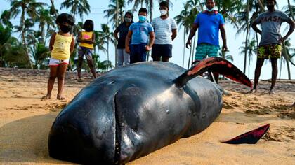 Las autoridades de Sri Lanka consideraron que se trató del varamiento de ballenas más grande del país (AFP)
