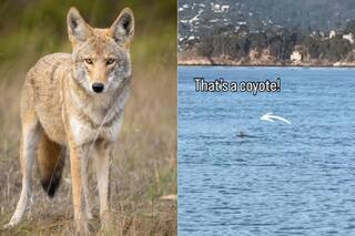 El video de un coyote que nada en las aguas de la Bahía de San Francisco dejó a todos perplejos