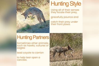 Las autoridades del parque estatal dieron detalles sobre la presencia de coyotes en San Francisco