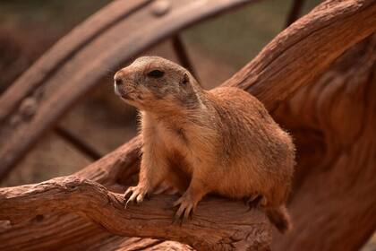 Las autoridades del parque nacional intentan preservar la integridad física de las marmotas, como también la seguridad de los vehículos