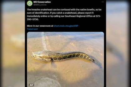 Las autoridades estadounidenses advierten de esta especie invasora