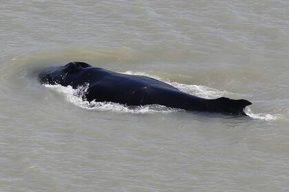 Las autoridades están intentando "guiar" a la ballena hacia un lugar seguro