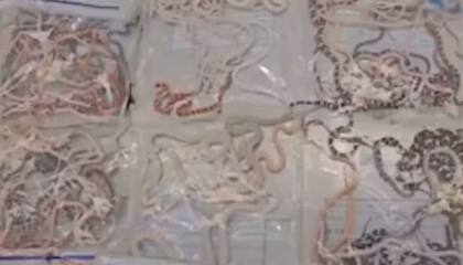 Las autoridades hallaron 104 serpientes vivas en los pantalones del viajante