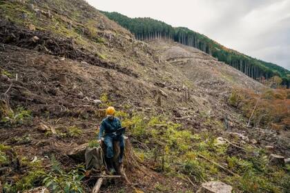 Las autoridades han iniciado un ambicioso proyecto que busca reemplazar los extensos bosques de cipreses y cedro causantes de las nubes de polen