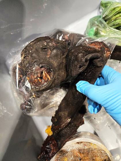 Las autoridades incautaron carne de murciélago proveniente de África