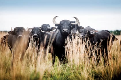 Las autoridades investigan si el campo Punta Caballo contaba con la reglamentación necesaria para promover la caza de búfalos