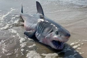 Encontró a un tiburón blanco muerto, le sacó fotos y huyó