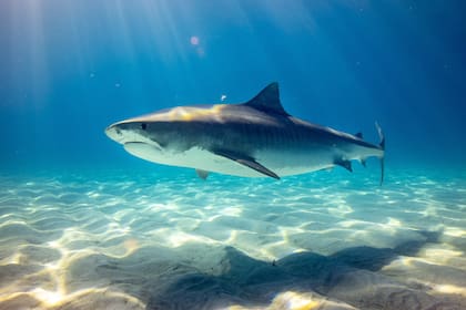 Las autoridades lanzaron una alerta debido a los recientes ataques de tiburones en las playas de Estados Unidos