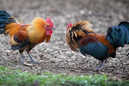 Las autoridades podrían retirar a los gallos que encuentren en sitios prohibidos