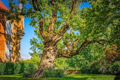 Las autoridades pretenden proteger la naturaleza que rodea al Hyperion, el árbol más grande del mundo - Foto de carácter ilustrativo