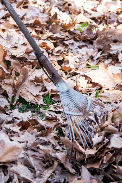 Las autoridades recomendaron juntar las hojas para ayudar a los recolectores