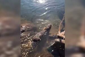 Las autoridades remarcaron que está prohibido resguardarlos como mascotas en viviendas