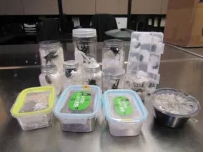 Las autoridades revisan los productos que ingresan a Estados Unidos para evitar plagas que afecten la producción agrícola del país norteamericano