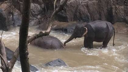 Las autoridades tailandesas compartieron esta imagen de un elefante sobreviviente que intenta revivir a su compañero.