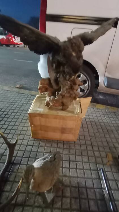Las aves disecadas encontradas en Palermo.