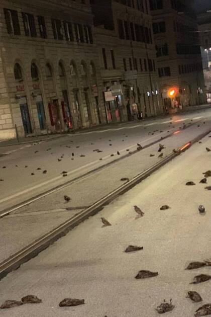 Las aves eran en su mayoría estorninos y aparecieron sin vida en las calles cercanas a la principal estación de tren de Roma, tras una exhibición potente de cohetes y fuegos artificiales
